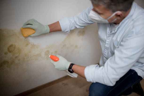 Best HVAC Mold Remediation in New Baltimore, VA