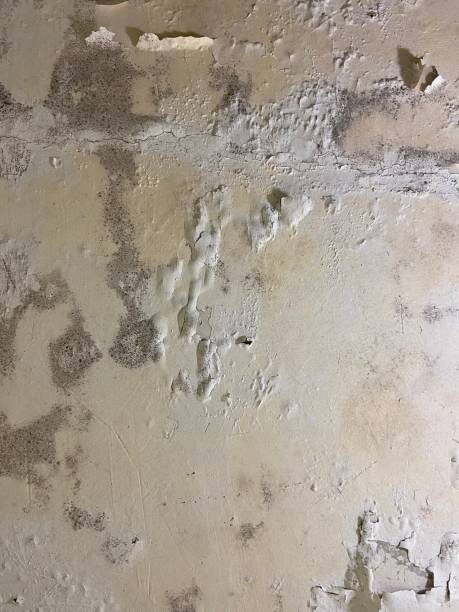 Best Attic Mold Remediation in New Baltimore, VA