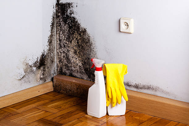 Best Residential Mold Remediation in New Baltimore, VA