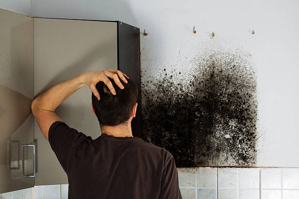Best DIY Mold Remediation Support Services in New Baltimore, VA