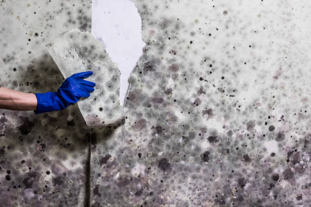 Best Bathroom Mold Remediation in New Baltimore, VA