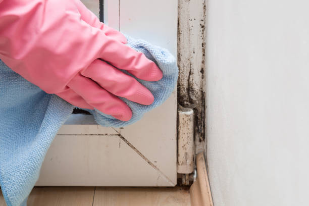 Best DIY Mold Remediation Support Services in New Baltimore, VA